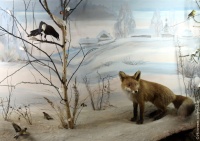 В Год экологии – об отделе природы Вологодского музея-заповедника, или Что общего между музейщиком и поваром? 
