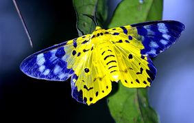 В Вологде открывается выставка живых тропических бабочек