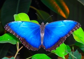В Первой Арт-галерее Череповца (ул. Архангельская, д. 17)  откроется выставка живых тропических бабочек «Счастливые тропики»