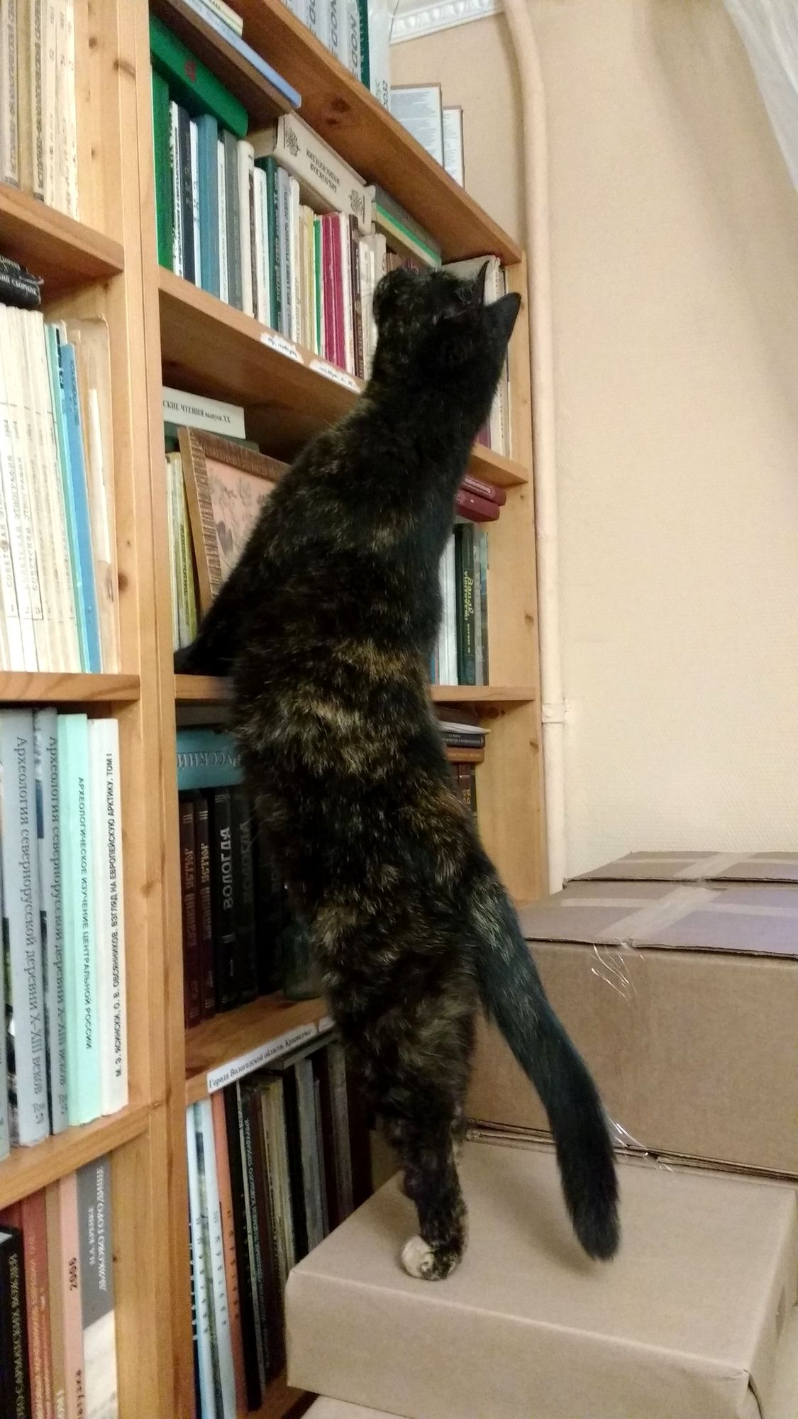 Кошка приходит только в добрый дом. Мурка-книголюб. Фото НИЦ «Древности Севера»