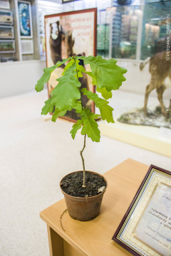 Потомок дуба, посаженного в Летнем саду при Петре I, теперь будет расти на территории Вологодского музея-заповедника