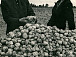 1961 год. Картофель, выращенный в колхозе им. 13-й годовщины Октября