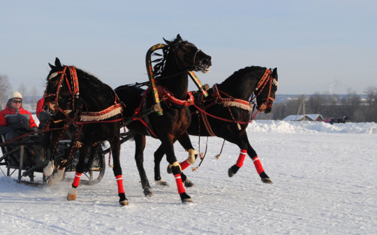 Праздник коня в Ерофейке посетит делегация из Крыма