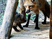Экзопарк «Высоковское». Красная лиса. Фото группы vk.com/ekzopark