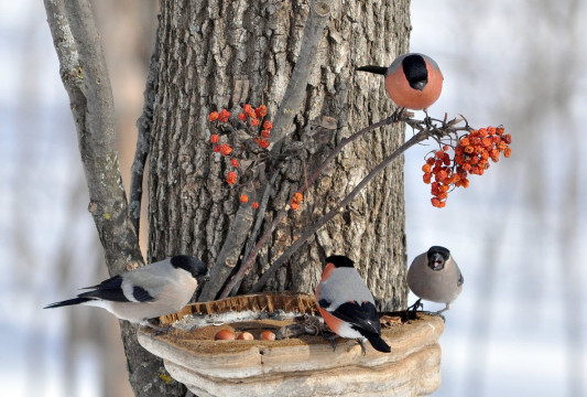 О птицах, зимующих в городе, расскажет новая книга Сергея Шадрунова
