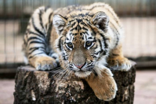 Новый обитатель появится в зоопарке Деда Мороза. Им станет спасенный от браконьеров амурский тигр Степан