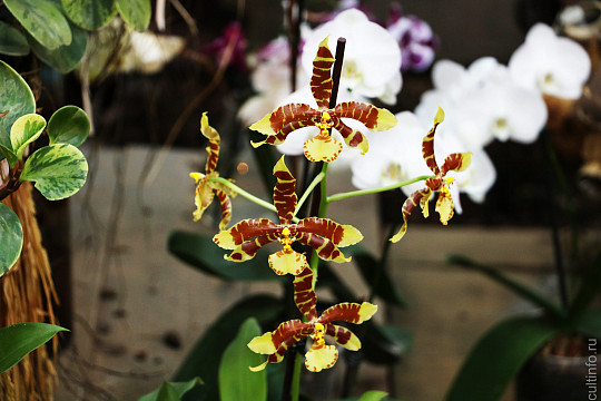 Лунтик и «дракула» живут в вологодском Музее орхидей
