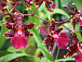 Музей орхидей. Фото vk.com/botanic_garden_vologda