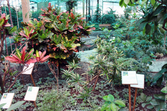Музей орхидей откроется через год в ботаническом саду Вологды 