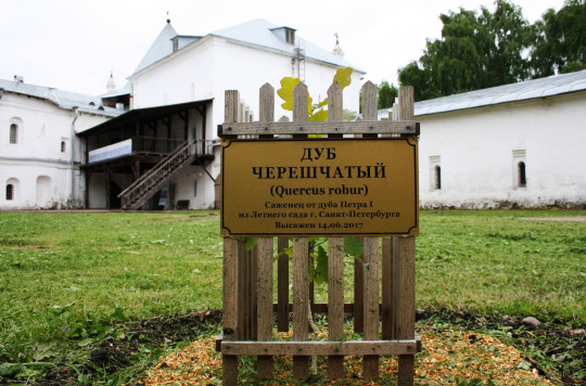 В Вологодском музее-заповеднике отметят годовщину посадки дубка Петра Великого