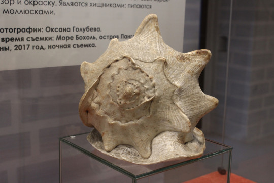 «Сокровища морских глубин» покажет Вологодский музей-заповедник