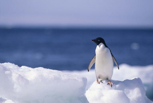 Вологжанам предлагают написать географический диктант «Там, где живут пингвины»