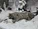 День кошек в отделе природы Вологодского музея-заповедника