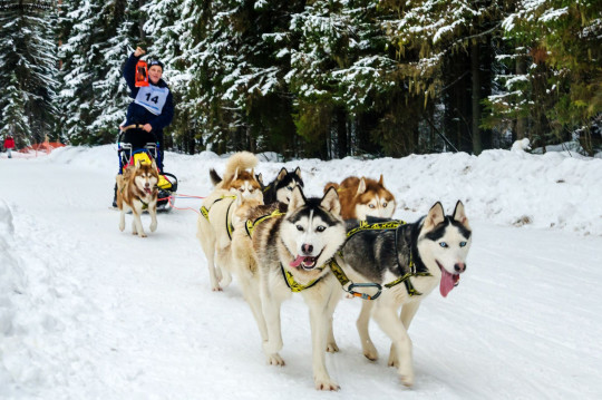 Дед Мороз поприветствует участников Международной квест-гонки на собачьих упряжках в Тотьме