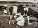 Доярки Карпушева и Козлова за дойкой коров на пастбище. 1939