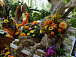 Масштабный цветочный праздник пройдет в четверг в Кремлевском саду
