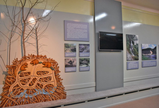 Новая экспозиция Великоустюгского музея-заповедника познакомит с особо охраняемыми природными территориями