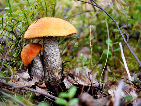 О том, какие грибы растут в парке Мира, расскажут в Вологодском музее-заповеднике