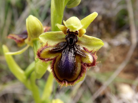 Полюбоваться «Северными орхидеями» из коллекции Национального парка «Русский Север» приглашает Музей природы Череповца