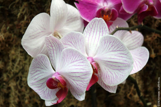 Музей орхидей откроют в Вологде во время Фестиваля цветов и растений