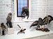 Выставка таксидермических скульптур «Мир за железной дверью» в Вологодском музее-заповеднике