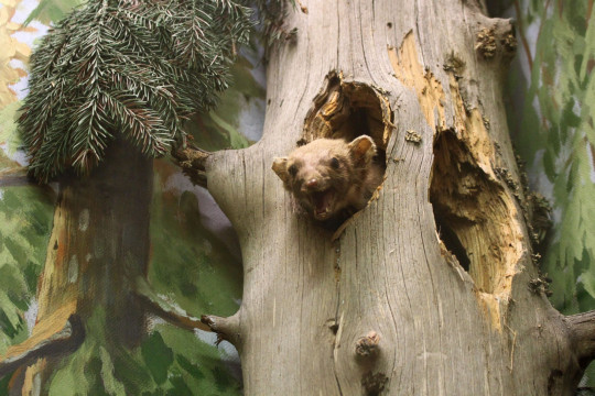 «Чудеса на лесной тропинке» встретят гостей Вологодского музея