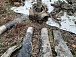 Экспедиция в Тихвинском районе Ленинградской области, на месте падения самолета Пе-2. Фото vk.com/rvio35