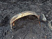 На раскопках в Тотьме обнаружен старинный рассолопровод