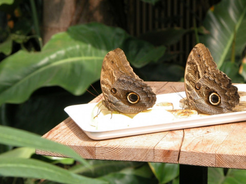Выставка «Живые тропические бабочки» откроется в Вологде