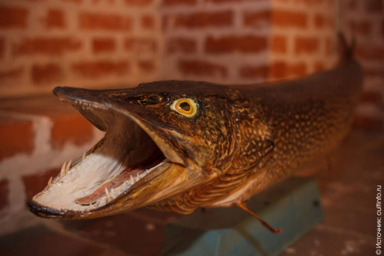 «Государев рыбный двор» разместится в Белозерском музее