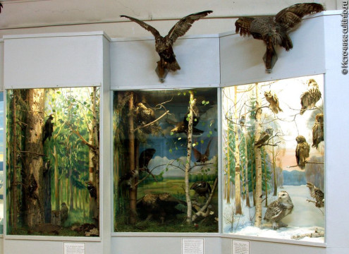В отделе природы Вологодского музея-заповедника зазвучали голоса птиц