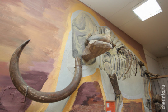 В череповецком Музее природы создали инсталляцию с костями мамонта, жившего 11 тысяч лет назад