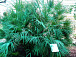 Старейшая ботаническая пальма