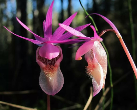  «В краю северных орхидей» окажутся посетители череповецкого Музея природы 
