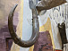 В череповецком Музее природы создали инсталляцию с костями мамонта, жившего 11 тысяч лет назад. Фото vk.com/museum_prirody_cherepovets