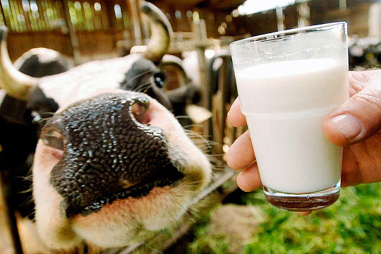 В Харовском районе впервые пройдет «День молока»