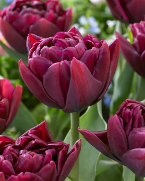 Выставка тюльпанов откроется в Ботаническом саду
