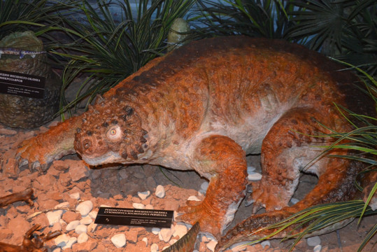 Сухонопусы и сухогоргоны поселятся в экспозиции тотемского музея