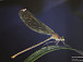 Выставка макрофотографий насекомых и рептилий откроется в Вологодском музее-заповеднике