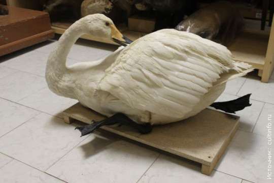 В отделе природы Вологодского музея-заповедника появились новые экспонаты: лебедь и енотовидная собака