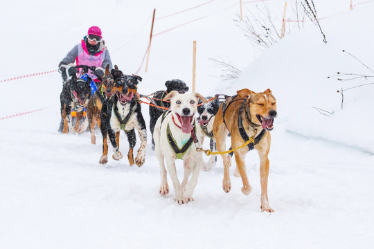 Тотьма называет 10 причин, по которым вы не можете пропустить квест-гонку на собачьих упряжках «Русский Север»