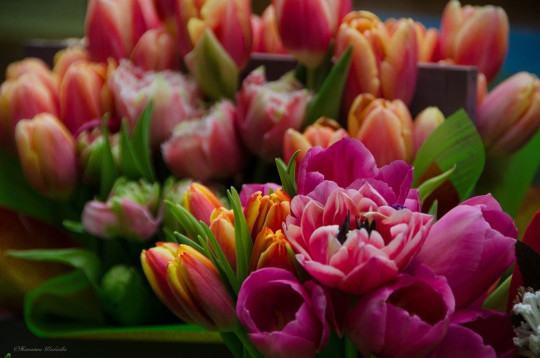 Выставка тюльпанов откроется в Ботаническом саду