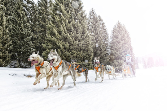 Тотьма готовится принять Международную квест-гонку на собачьих упряжках «Русский Север»