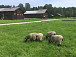 «Мы бедные овечки...». Фото vk.com/museum_semenkovo