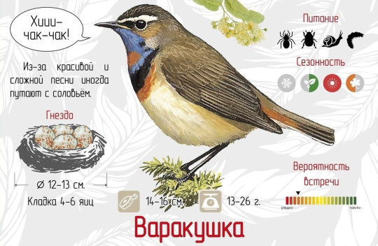 О пернатых жителях Череповца рассказывает проект «Птицы наших парков»