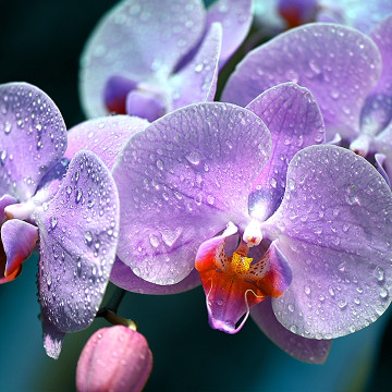 День цветения орхидей пройдет в Ботаническом саду