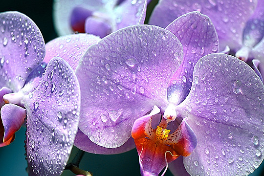 День цветения орхидей пройдет в Ботаническом саду