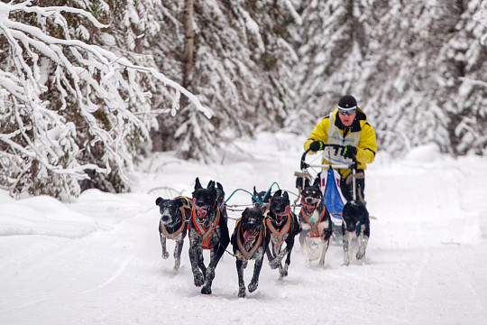 В гонке на собачьих упряжках «Русский Север – 2018» примут участие около 100 спортсменов и 300 собак