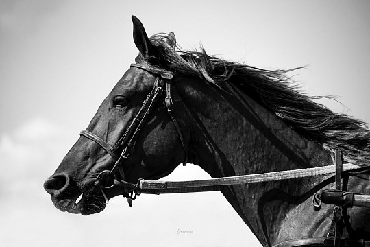 Выставку о наездниках и лошадях привезет в Вологду питерский фотохудожник Светлана Балабанова