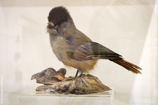 Лисёнка-сеголетка, галку-альбиноса и другие новые естественнонаучные экспонаты можно увидеть на выставке в Вологодском музее-заповеднике 